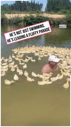 When you're the king of the ducklings 🐣❤️ | Animal Lovers