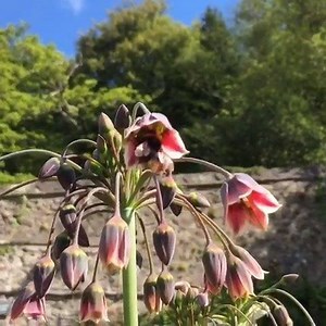 1K views · 38 reactions | By creating wildflower strips, woodland...