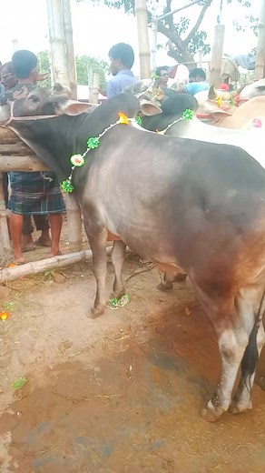 4.5K views · 30 reactions | Cow market in Bangladesh beautiful cow  #cow | কৃষি তথ্য বিডি | Facebook