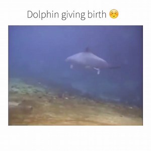 Dolphin Giving Birth | Shocking Facts 101