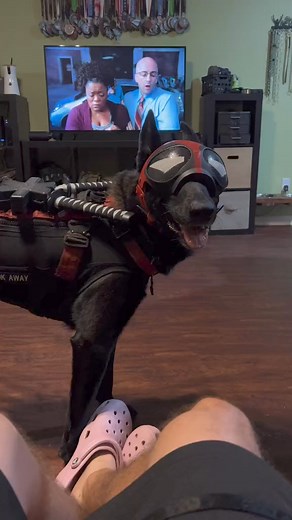 2.5K views · 74 reactions | Aaron and Archer on Reels | Facebook