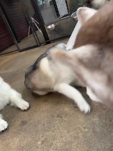 Happy and Tigger Too 😅🤣😂 | TrueLove at Neverland