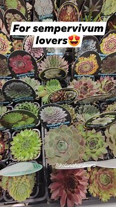 Sempervivum " hens and chicks" overload 😍 #bikolanahardinera #plantsmakepeoplehappy #sempervivum #succulentsofinstagram #succulents #plantsplantsplants #collection #succulentlove #plantita | Bikolanahardinera