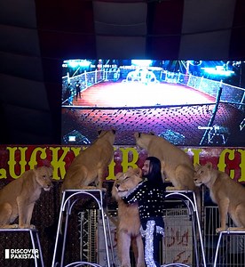 20K views · 425 reactions | لکی ایرانی سرکس میں شیروں کا بادشاہ کیسے کام کرتا ہے؟ پردے کے پیچھے ایسی حقیقت جسے دیکھ کرہر کوئی دنگ رہ جائے, ویڈیو دیکھیں Lucky Irani Circus  2024 | Unbelievable Performace of Lions | Discover Pakistan #luckiranicircus #circus #lions #tigers #DiscoverPakistan | Discover Pakistan | Facebook