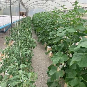 [Hot Item] Hydroponics Greenhouse Bato Dutch Bucket for Vegetable Tomatoes Grow Farming