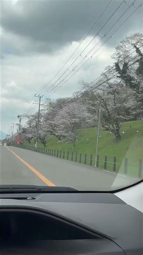 Sakura Season Japan 🇯🇵 | Most Beautiful Time of the Year