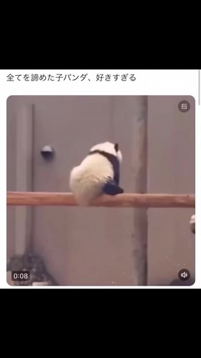 #Twitter #x #tiktok #動物園 #パンダ #子供 #可愛い #癒し #面白い #おもしろ #おすすめ