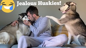 814K views · 10K reactions | Jealous Huskies Always Need Attention. #huskylife | Milperthusky | Facebook