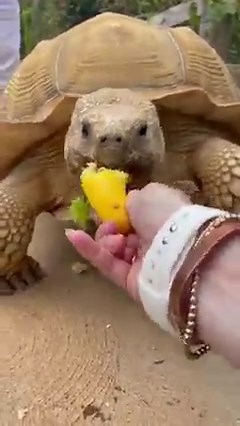 174K views · 10K reactions | Walking Tiptoe | Caitlin and Tiptoe | Facebook