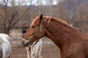 Brown horse in focus, in the backgroung other white horses. Side view.