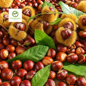 10 Dunstan Chestnut Tree Seeds, Rare Hybrid Chestnut, Cold Stratified & Ready to Plant - Etsy