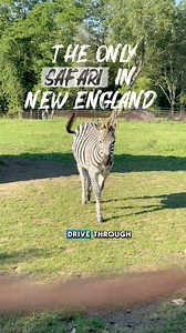 We had a blast visiting Action Wildlife Foundation. I recommend everyone to go check out all the animals. They offer a drive-through park, petting zoo, and also a museum. Adults $18 children $16 Grain $8📍435 Torrington Rd Goshen, Connecticut#connecticut #zoo #thingstodo #newengland #travel #safari #pettingzoo #museum | Everything NewEngland