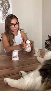 Chat malin 😸 | Lolcat