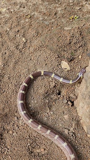 Common wolf snake Non Venomous 🐍Please follow me. #viralvideo #fbreels #wildanimals #viral #shortsreels #facebookreels #treanding | Mobarak Snakesaver