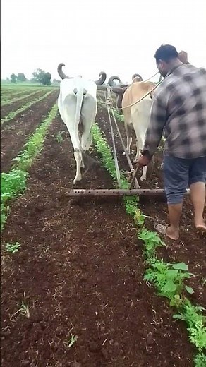 #ખેડુતભાઈ #ની #મોજ #હો #ફાર્મિંગ