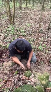 Struggling to get meat | Shadrack Agyekum