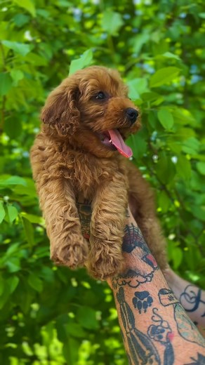 #microminigoldendoodle #readynow #teddybearface | Doodles Of Unleashed Acres