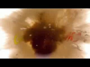 The Annoying Orange 6