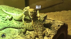24 reactions | How do bearded dragons greet each other? 樂 By waving "Hi" of course! 藍 Do you ever see your bearded dragons do this at home? #Lizard #AnimalBehavior | The Tye-Dyed Iguana | Facebook