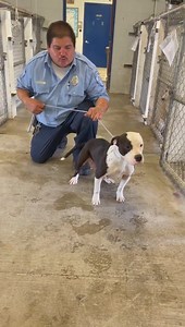 Montana Pittie Project RESCUED Mink ! 💜 Mink is heartworm positive. Please honor your pledges for her vetting and heartworm treatment! Montana Pittie Project Pledge Links🙏🏼🐶🐾 PayPal https://www.paypal.com/paypalme/montanapittieproject Venmo @montanapittieproject Code if needed: 7636 - UPDATE: Rescue Tag Pending 🚨🚨 Deadline: 6PM TODAY!! 🚨🚨 EXTREMELY SWEET POCKET PITTY - Mink was DUMPED @ Local Business She was so excited to get out and see everyone! Just a Very happy friendly girl ready 