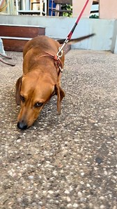 Travelling with pets? We love them too! Pop into the Fat Frog! We even have a puppy menu! | Fat Frog Beach Cafe