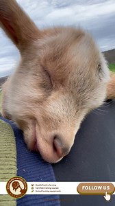 3.1K views · 18 reactions | Sleeping Beauty ❤️ | Excel Agro services | Facebook