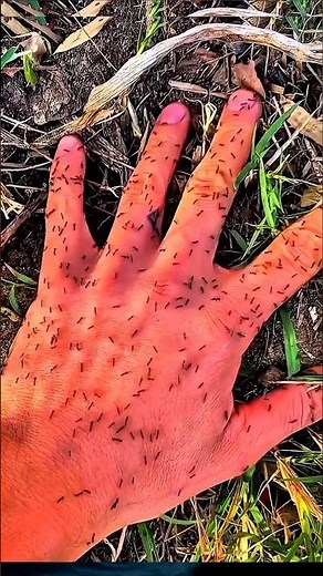 Before & After Animals Growing Up. Amazing Animal Transformation 💥 #short #tiktok #animals