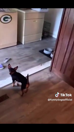 Unlucky Dog's Hilarious Reaction to Oops Moments 🐶😂