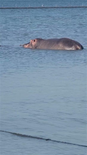 Hello!!This morning we're in hippos breeding zone🫠stay tuned..#nature #water #hippo #hippopotamus