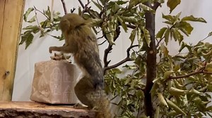 🎁🎅🎁 | Dudley Zoo