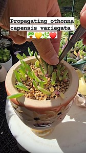 Propagating Othonna capensis variegata " opal necklace "... ❤️🌿💛🪴 #bikolanahardinera | Bikolanahardinera