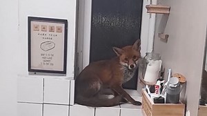 Fox breaks into family home