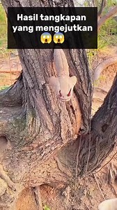 480K views · 654 reactions | Tangkapan yang memuaskan 藍藍藍 #perangkap #gagal #lhiburan #lucu | Medi Antony | Facebook