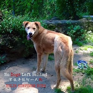 Adopt Dude! Yulin Survivor Dude was on this dog meat truck heading to the Yulin Dog Meat Festival when brave Chinese activists resued Dude along with 1300 other dogs! TODAY, Dude is in New York at Northwind Kennels and @Trina & Friends K-9 Rescue in Bedford, NY waiting for his forever loving home! CONTACT No Dogs Left Behind to ADOPT DUDE! http://bit.ly/Adopt-Dude Dude was rescued by brave Chinese activists from the historic June 19th truck interception with 1300 other dogs headed to the Yulin D