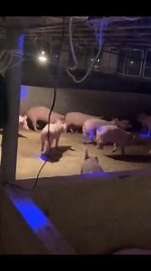 50K views · 166 reactions | Pig Bar | Funky Dineva | Facebook