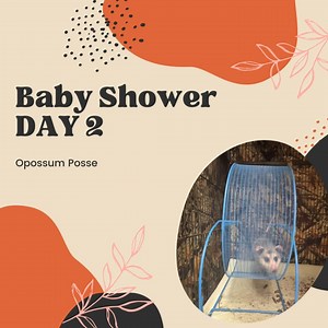 Day 2 of our baby shower is dedicated to opossums! Last year they were the highest baby count we had for the season. We are unable to reunite baby opossums with their mother's, so when orphans are brought to us we automatically admit them into care. Please consider donating to opossum care this season by shopping our baby shower wishlist or donating on our website. Our wishlist can be found at https://tinyurl.com/yc3repz9 #floridawildlife #wildliferehab #FloridaWildlifeHospital #nature #babyanim