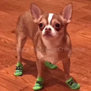 CHOCOs Charms, livin’ de dream, respectfully submitted by my friend Miss Doris Pool. Tap or press white arrow😂🐶🐾❤️ | Choco the Macho Chihuahua