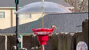 Adoptsea Hummingbird Heater for Feeder, Outdoors Hanging Window Hummingbird Feeder Warmer Attaches to Feeder Bottom for Feed Wild Bird in Freezing Weather for Winter Backyard Garden(Only Heater)