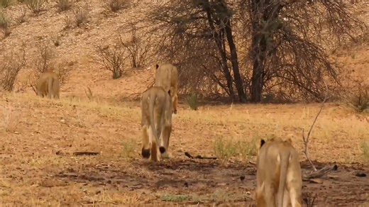 Lions of the Kalahari desert #reels #life #viral #trend #video #travel #nature #africa #epic #kalahari #desert #kgalagadi #Namibia #Botswana #amazing #southafrica #lions | African Bush Kingdom
