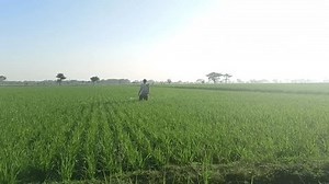 Farmers Who Applying Liquid Fertilizer Sukoharjo: Video có sẵn (100% miễn phí bản quyền) 3568824049 | Shutterstock