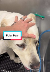 Grooming a 185lb Central Asian Shepherd Dog