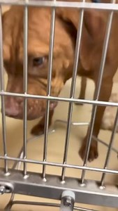 Urgent Dogs and Cats of Miami on Reels