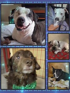 49 reactions · 30 shares | Well since we missed out on the Giving Challenge, we are still hoping for a little support. We are thankful for all the donations that have been given thus far. These 5 dogs are still under our care in loving foster homes. They are all considered adult/seniors and have special needs. We are also helping out a few others with vet care needs. Please donate to our cause if you can. Thank you! Fmnrescue.com/donate | Forget-Me-Not Inc. | Facebook