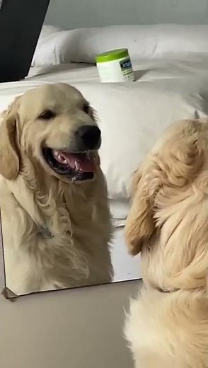 Dog practices angry faces in mirror