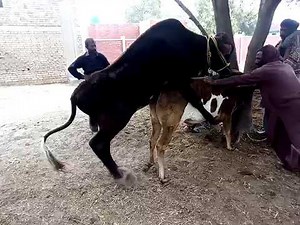 Cow Mating First Time Young Cow with Big Bull Meeting || acasalamento de vaca