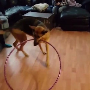 2.3M views · 42K reactions | This German Shepherd loves to hula hoop | VT | Facebook