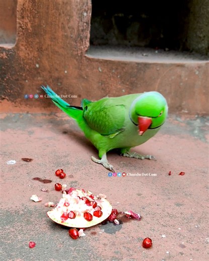 2.6K views · 47 reactions | Talking Parrot Eating Fruit #parrot #wildlife #birds #vlog. #nature | Chandu Dot Com | Facebook