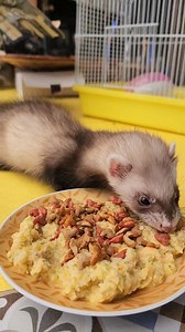 32K views · 2.4K reactions | Nuevo integrante de la familia lila la hurona | Paul Valdivieso EC | Facebook