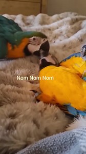 202K views · 8.1K reactions | My heart 殺 So much cuteness and love #macaw #blueandgoldmacaw #pet | Macaws Australia | Facebook