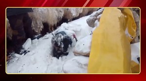 Ladakh Snowfall Tragedy | Over 500 Pashmina Goats & Sheep Perish | News18 JKLH | News18 Himachal